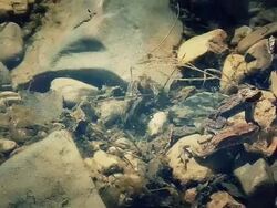 HD - Frogs Hiding Stock Footage