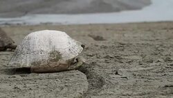 Spur-thighed tortoise dead and live Stock Footage