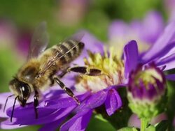 SLOW MOTION: Flying Bee Stock Footage