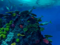 T/L fish in Den Ba Planet Aquarium Stock Footage
