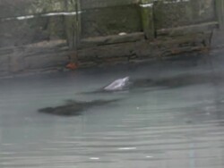 Trapped dolphin at Wounded Dolphin Stuck In Pollut Stock Footage