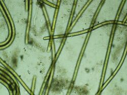 Microorganism plant moving Stock Footage