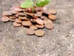 Growing Money Metaphor - Investment Stock Footage