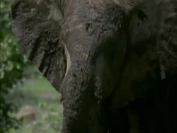 CU of muddy African Elephant calf, Loxodonta africana, moving to camera, Botswana, Africa Stock Footage