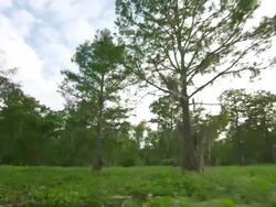MS POV Atchafalaya Basin swamp moving thorugh vegetation / Atchafalaya Basin, Louisiana, United States Stock Footage