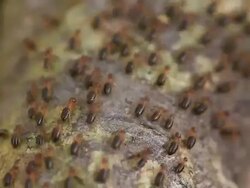 Termites on tree Stock Footage