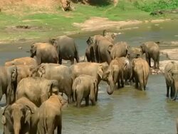MWA panning left, Large herd of elephants wading/relaxing in river Stock Footage