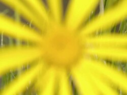 MS R/F Shot of Yellow Namaqualand daisy / Namaqualand, Northern Cape, South Africa Stock Footage