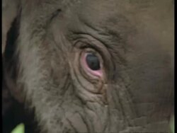 BCU Indian Elephant, Elephas maximus, calfs head, front view, Western Ghats, India Stock Footage