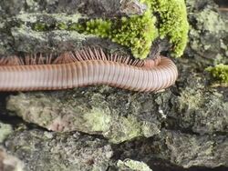 Millipede Stock Footage