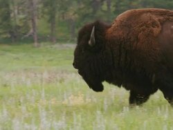 Bull bison or American Buffalo walks through green prairie grass. Stock Footage