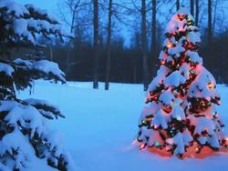 Christmas tree glowing outdoors Stock Footage