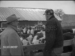 1952: S.J. LAUDERDALE FARM: VS George Lauderdale showing Claude Eames cattle in pen on farm, showing feed corn cribs, Eames examining corn cob in hand. Wisconsin, WI, livestock, country, rural Instructional Video