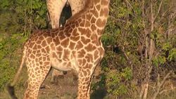 The Giraffe is in danger of extinction following a rapid decline in numbers over past 40 years News Clip
