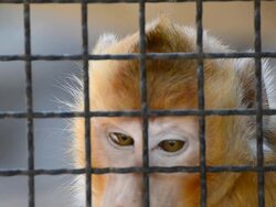 Monkey Stock Footage