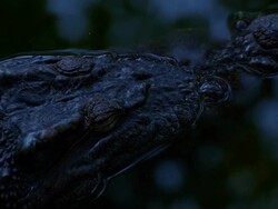 Crocodile at night time Stock Footage