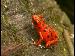 Red frog on tree trunk Bocas Del Toro islands, Panama, Central America Stock Footage