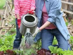 MS TD Woman Helping Young Daughter Water Tomato Plant in Home Vegetable Garden / Richmond, Virginia, USA Stock Footage