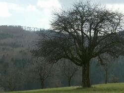 landscape changing seasons from early spring to fresh green and blooming cherry trees Stock Footage