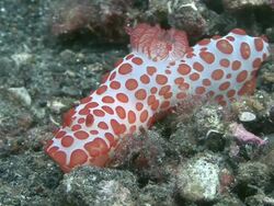 Nudibranch Stock Footage