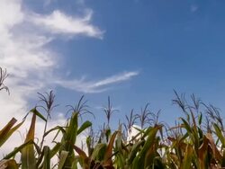 Corn field with the sky timelapse (pan) Stock Footage