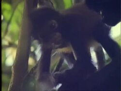 Spider Monkey ?, CU adult and baby in tree, baby moves around, Panama Stock Footage