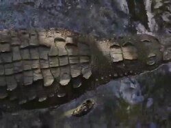 Crocodile Stock Footage