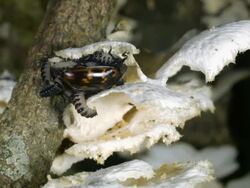 Female Pleasing Fungus Beetle (Erotylidae) with brood of larvae Stock Footage