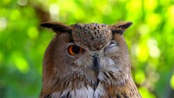 Owl Sleep Stock Footage