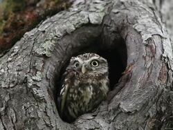 MS Little owl standing at Nest / Vieux, Normandy, France     Stock Footage