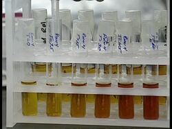 CU Pipette tip drawing up yellow liquid from test tube Stock Footage