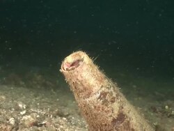 Fang blenny (family Blenniidae) moving into bottle, Kungkungan Bay Resort (KBR), Lembeh Strait, Sulawesi, Indonesia Stock Footage