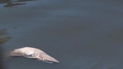 Fish dead Stock Footage