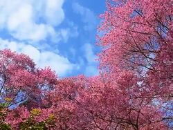 Spring Pink Cherry Blossom Trees Stock Footage