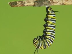 Monarch butterfly caterpillar Stock Footage