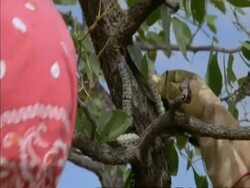 CU women, hand picking caterpillars from tree, Botswana, Africa Stock Footage
