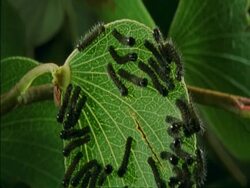 CU Caterpillars crawling on side of leaf, Botswana, Africa Stock Footage