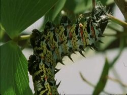 CU Caterpillar hanging from branch eating leaf, Botswana, Africa Stock Footage