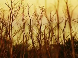 Dry stems of grass Stock Footage