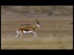 MS Panning right, Springbok (Antidorcas marsupialis) running, Botswana Stock Footage