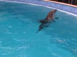 Dolphin in pool Stock Footage