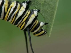 CU of feeding behavior of a monarch caterpillar Stock Footage