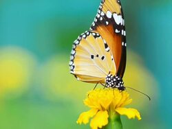 Butterfly Stock Footage