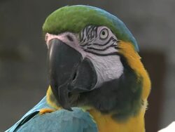 Medium Close Up static - A colorful parrot turns its head. / Florida, USA Stock Footage
