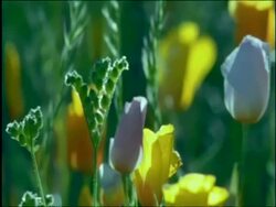 CU backlit yellow Goldpoppies, Sonoran desert, USA Stock Footage