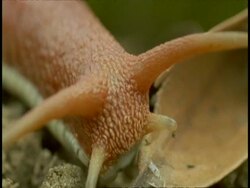 CU red bodied snail moving on branch, Western Ghats, India Stock Footage
