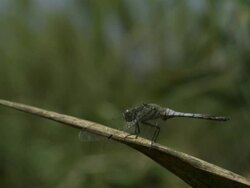 High Speed Dragonfly takes off and flies, Spain. Stock Footage