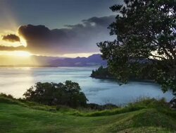 Tree and the Sea Stock Footage