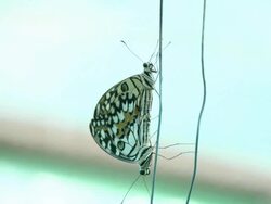 Butterflies mating. Stock Footage