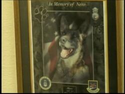 Working dogs face dangers in war zones News Clip